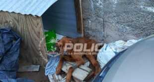 Allanamientos por maltrato animal en Neuquén capital