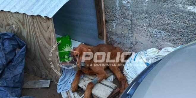 Allanamientos por maltrato animal en Neuquén capital
