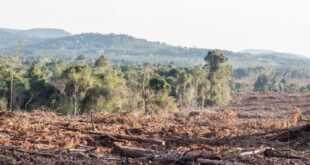 Gobierno destinará $39 mensuales por hectárea para cuidar bosques argentinos