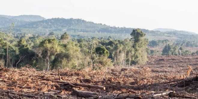 Gobierno destinará $39 mensuales por hectárea para cuidar bosques argentinos