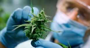 Cannabis medicinal para dormir: qué dicen los estudios médicos