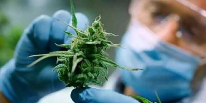Cannabis medicinal para dormir: qué dicen los estudios médicos