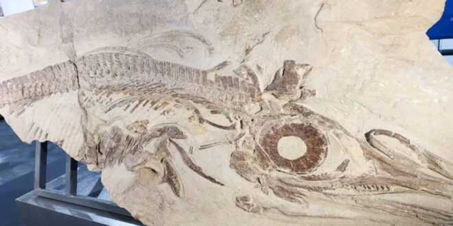 Neuquén exhibe restos de reptil marino de 150 millones de años