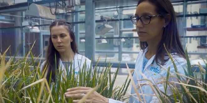 Renata Reinheimer: científica argentina revoluciona productividad agrícola