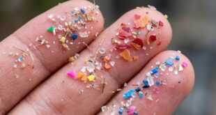 Microplásticos detectados en playas de la Antártida argentina