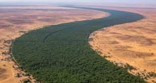 Gran Muralla Verde: restauración de 100 millones de hectáreas
