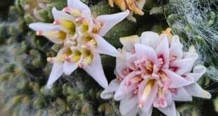 Descubren especie única de planta en el norte neuquino