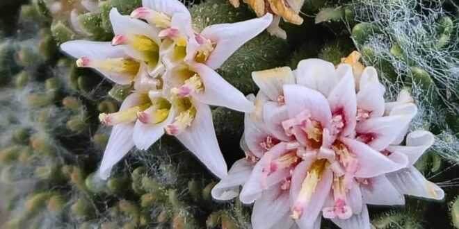 Descubren especie única de planta en el norte neuquino