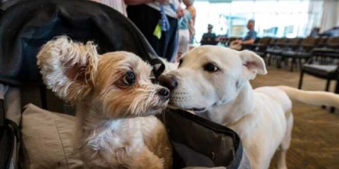 Por qué los perros grandes viven menos que los pequeños