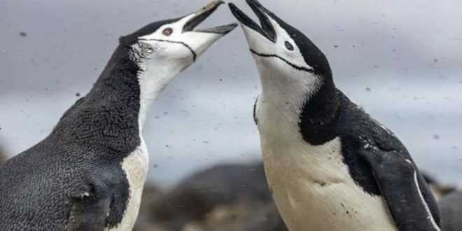 Antártida: desapareció el 63% de la colonia de pingüinos