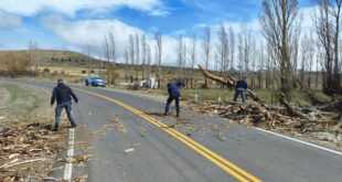 Árbol derribado por el viento cierra ruta 46 en Neuquén