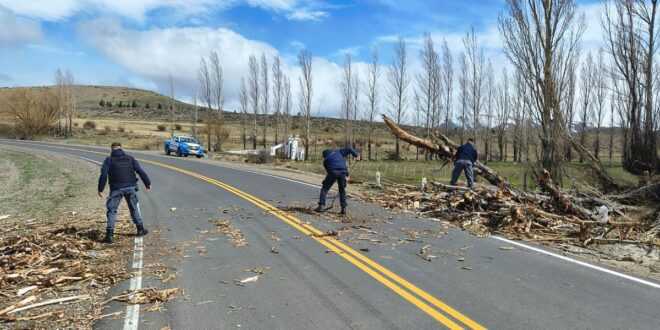 Árbol derribado por el viento cierra ruta 46 en Neuquén